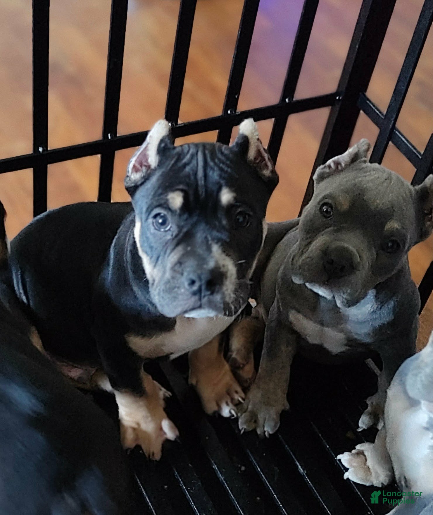 American Bully dogs for sale: American Bully 5 - Ad 4