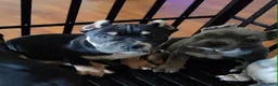American Bully dogs for sale: American Bully 5 - Ad 1