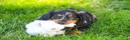 Miniature Dachshund dogs for sale: Jack Miniature Dachshund  - Ad 3