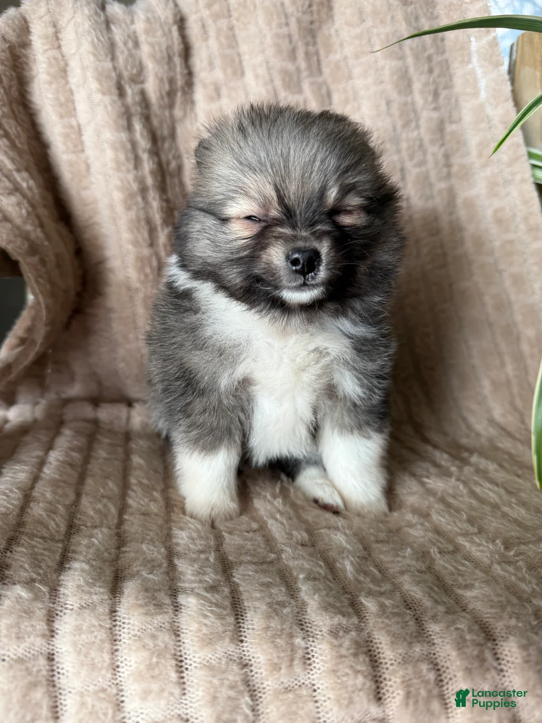 Pomeranian dogs for sale: Lynn - Ad 18