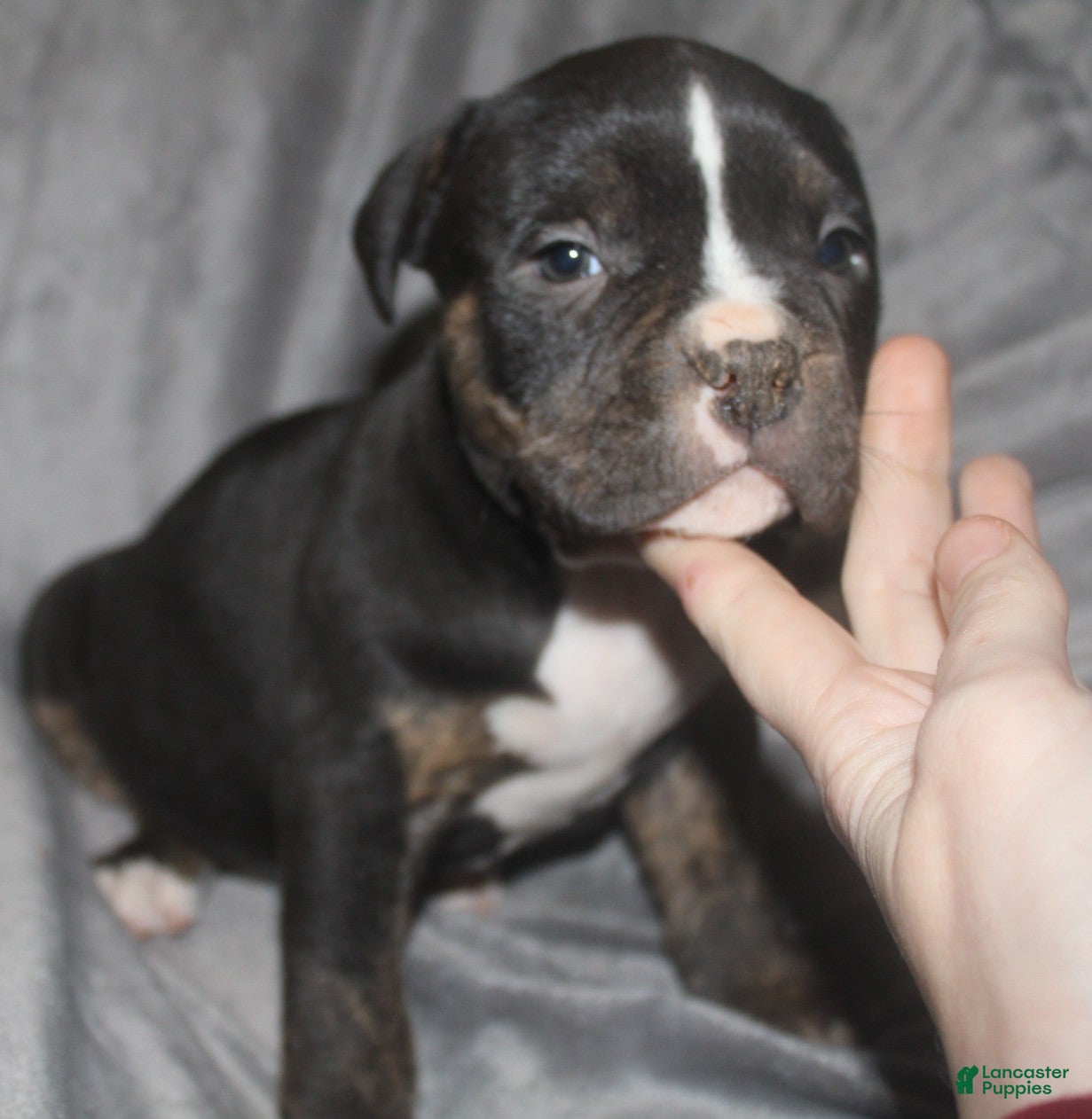 American Bully dogs Spunk - Ad 2