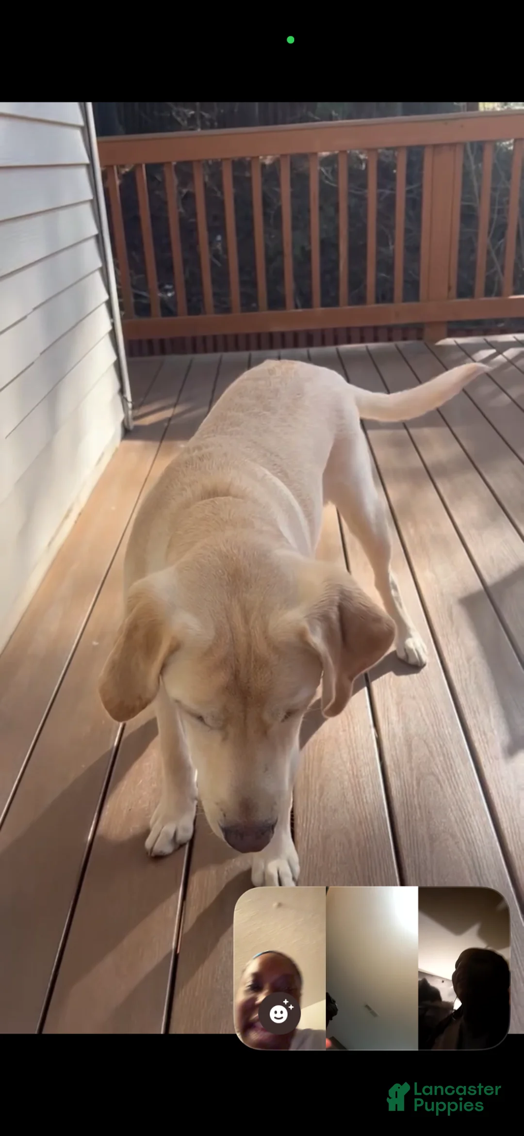 Labrador Retriever dogs for sale: Labrador Retriever Puppy 1 - Ad 7