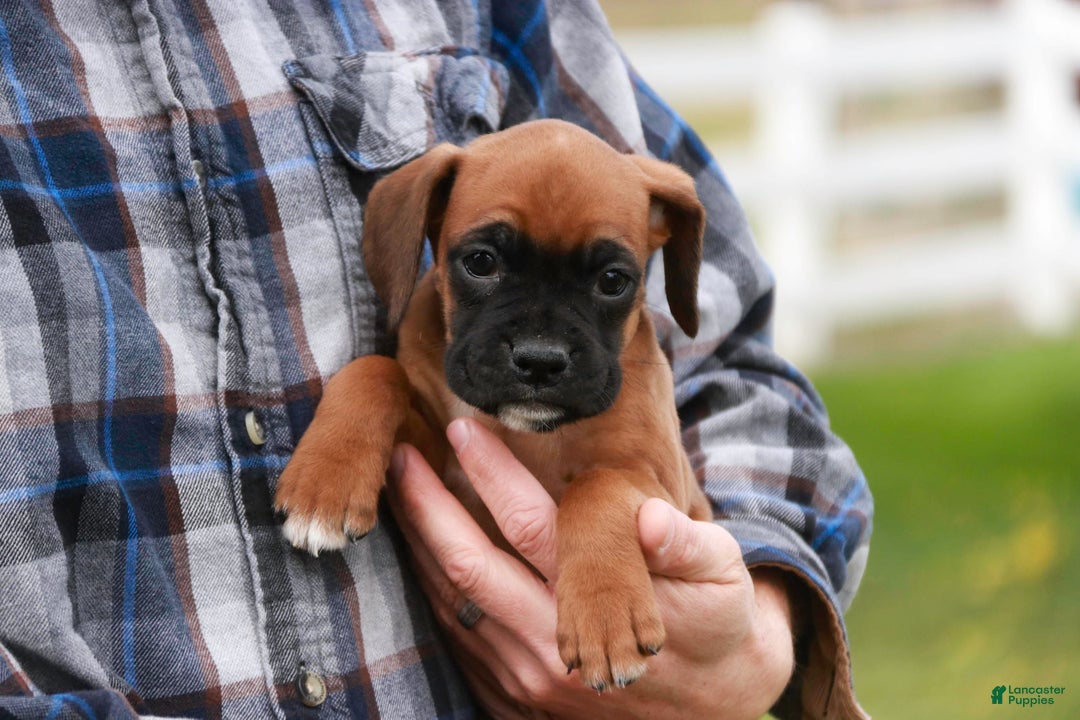 Boxer dogs for sale: Scarlet - Ad 1