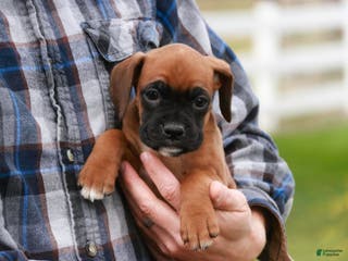 Boxer dogs Scarlet - Ad 30