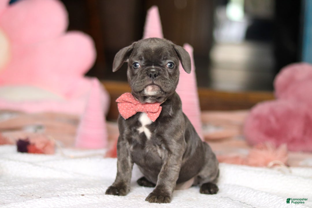 French Bulldog dogs for sale: Jenna - Ad 1