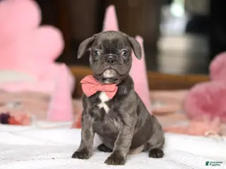 French Bulldog dogs Jenna - Ad 40