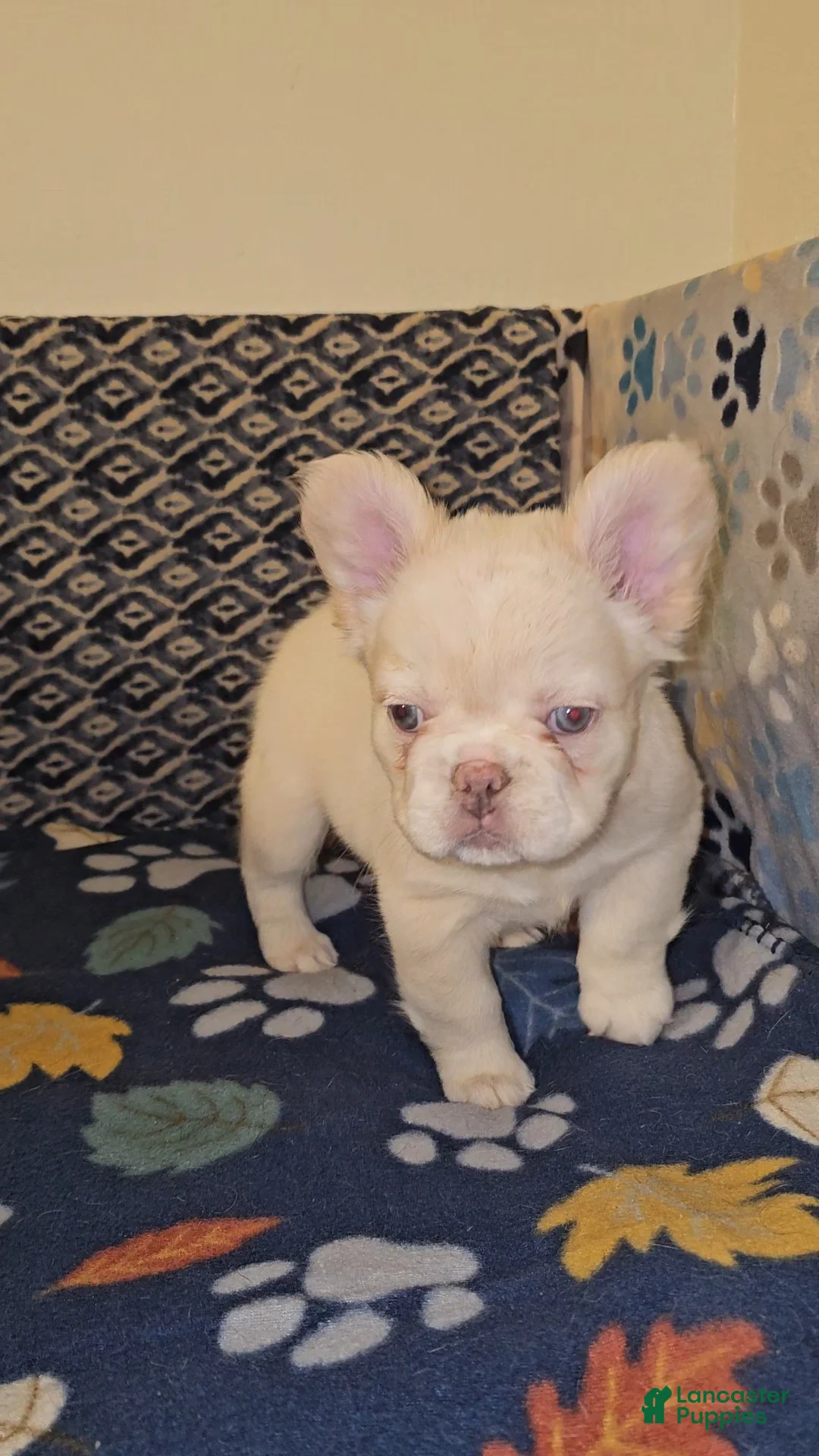 French Bulldog dogs for sale: French Bulldog Puppy 4 - Ad 2