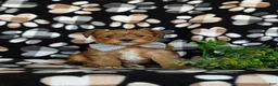 Shorkie dogs for sale: Ludlow Hypoallergenic - Ad 4