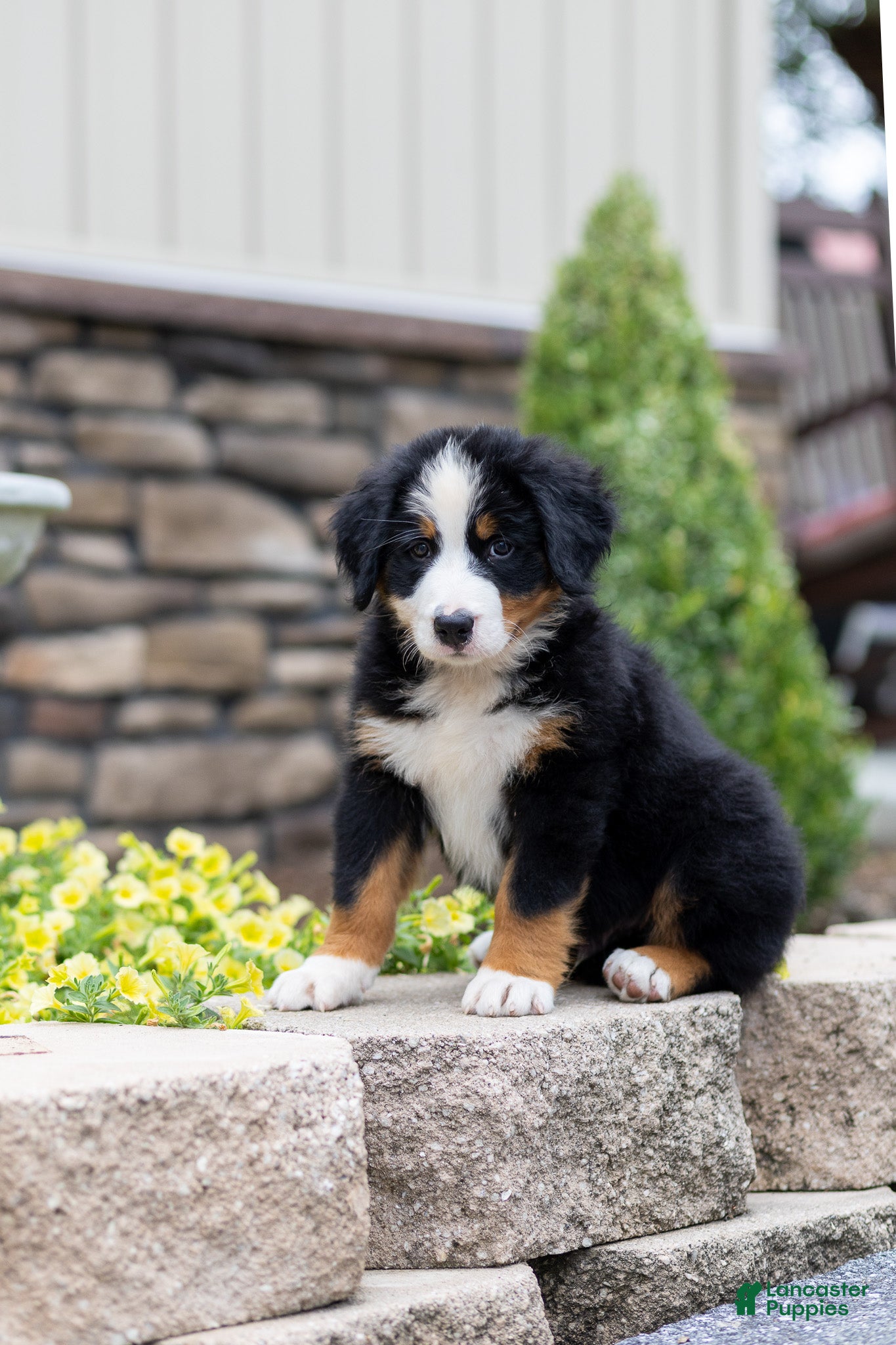 Bernese Mountain Dog dogs Rocky - Ad 1