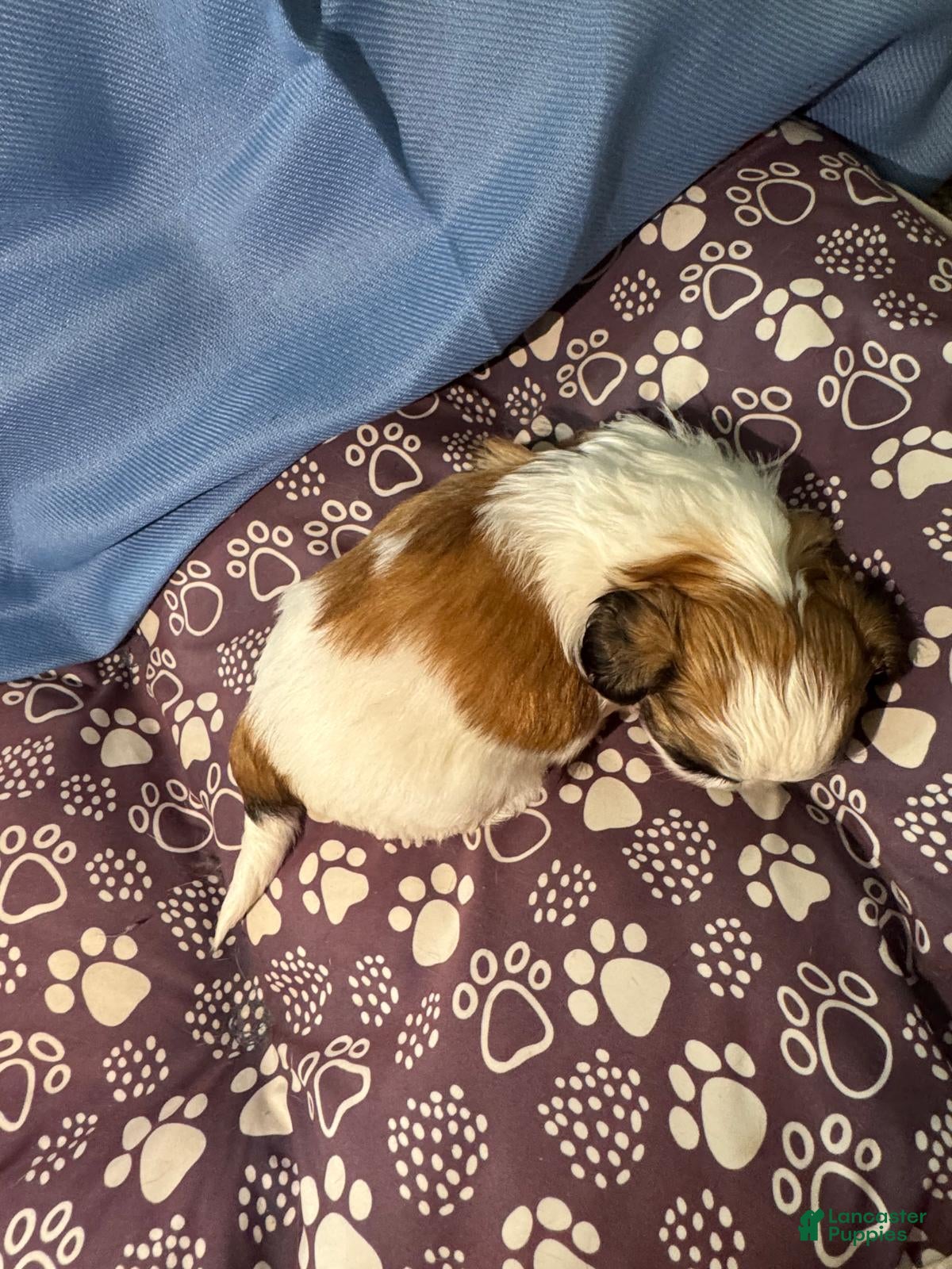 Shih Tzu dogs Shih Tzu Puppy 6 - Ad 16