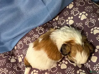 Shih Tzu dogs Shih Tzu Puppy 6 - Ad 35