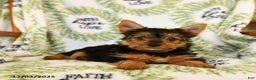 Yorkshire Terrier dogs for sale: Ribbon - Ad 1