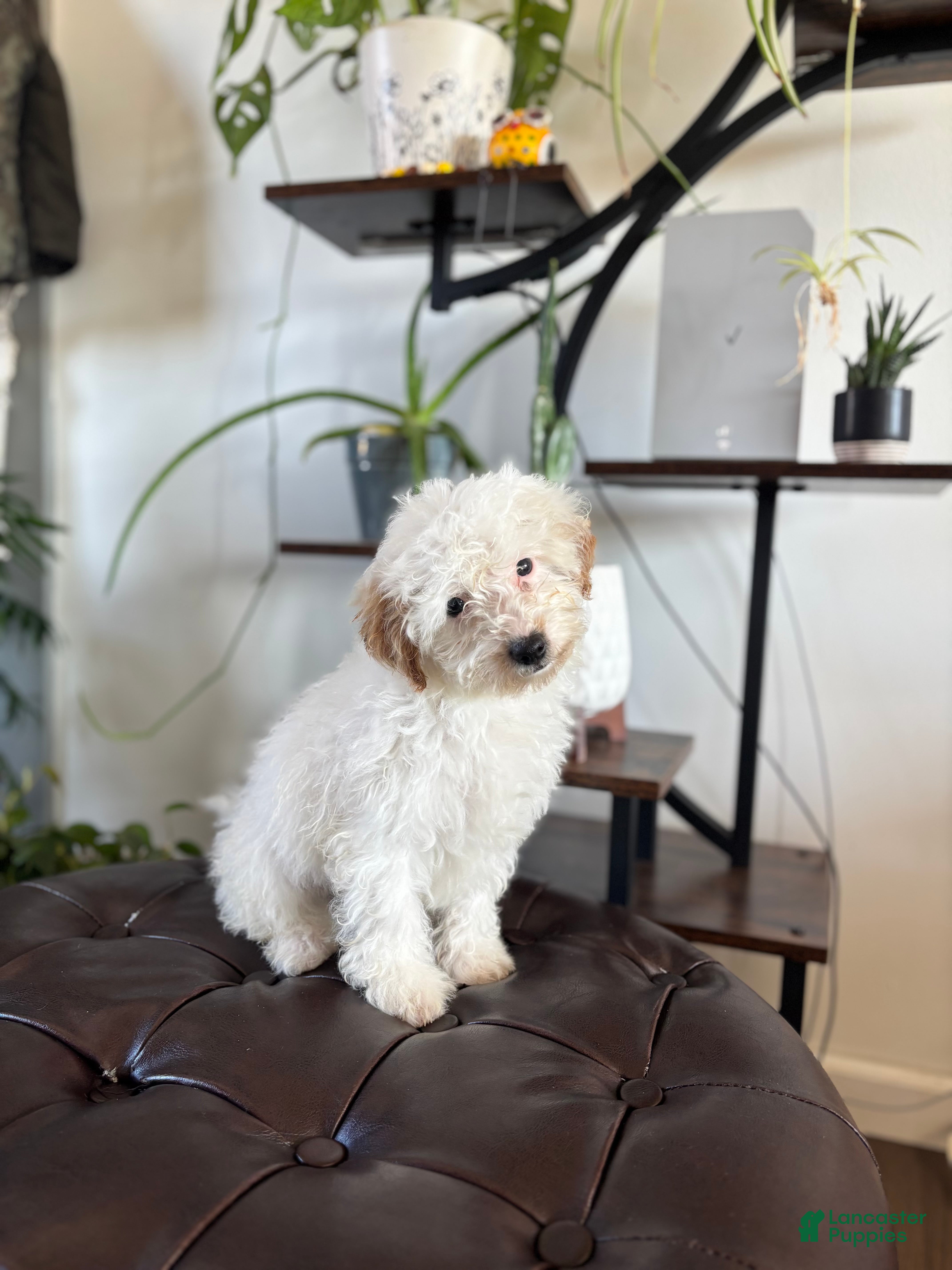 Maltipoo dogs for sale: Biscuit  - Ad 1