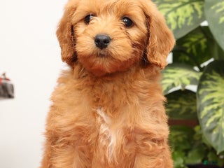 Mini Goldendoodle dogs Gunner - Ad 16