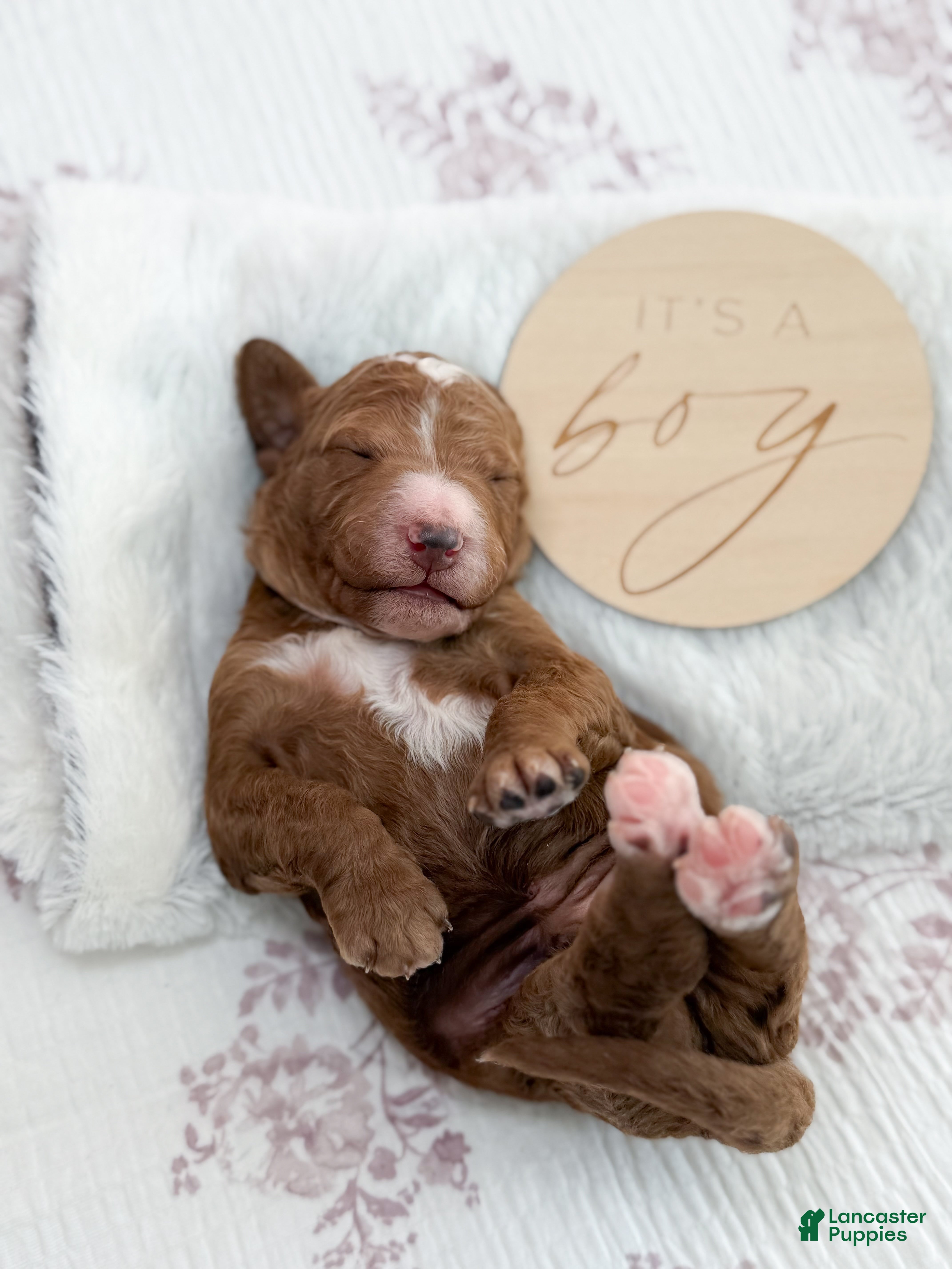 Goldendoodle dogs Lewis  - Ad 34