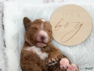 Goldendoodle dogs Lewis - Ad 34