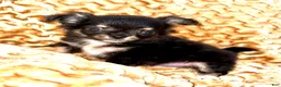 Chihuahua dogs for sale: Teacup longhair Apple head - Ad 3