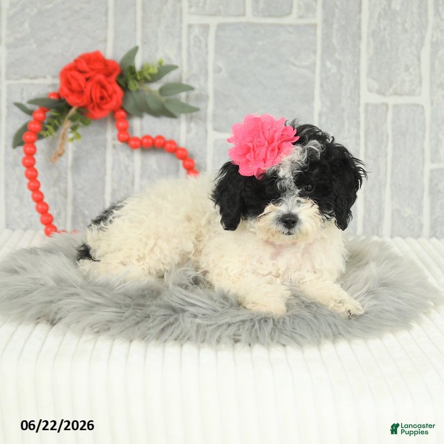 Bichpoo dogs Miss Patty - Ad 2