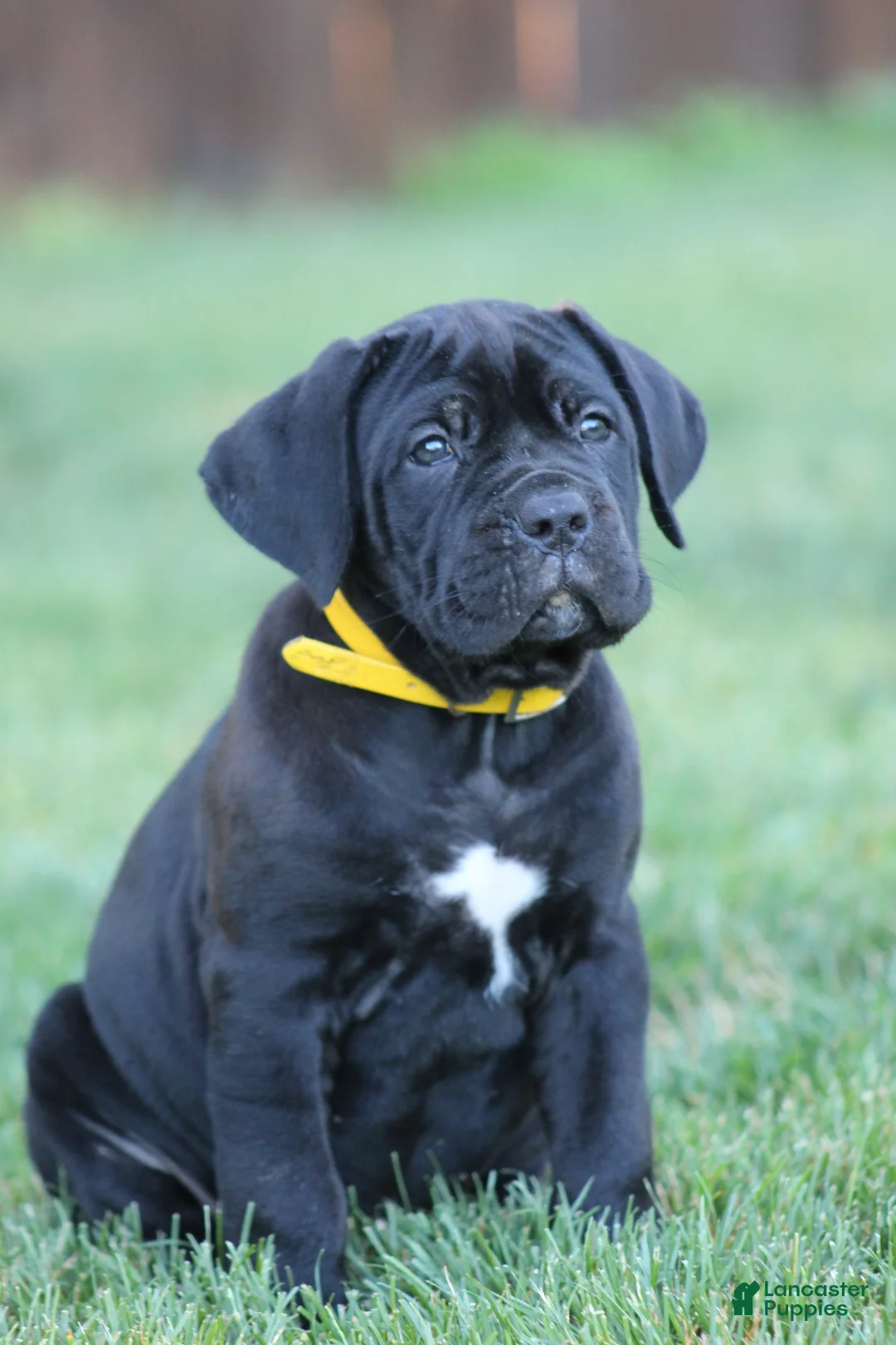 Cane Corso dogs for sale: Raven - Ad 1