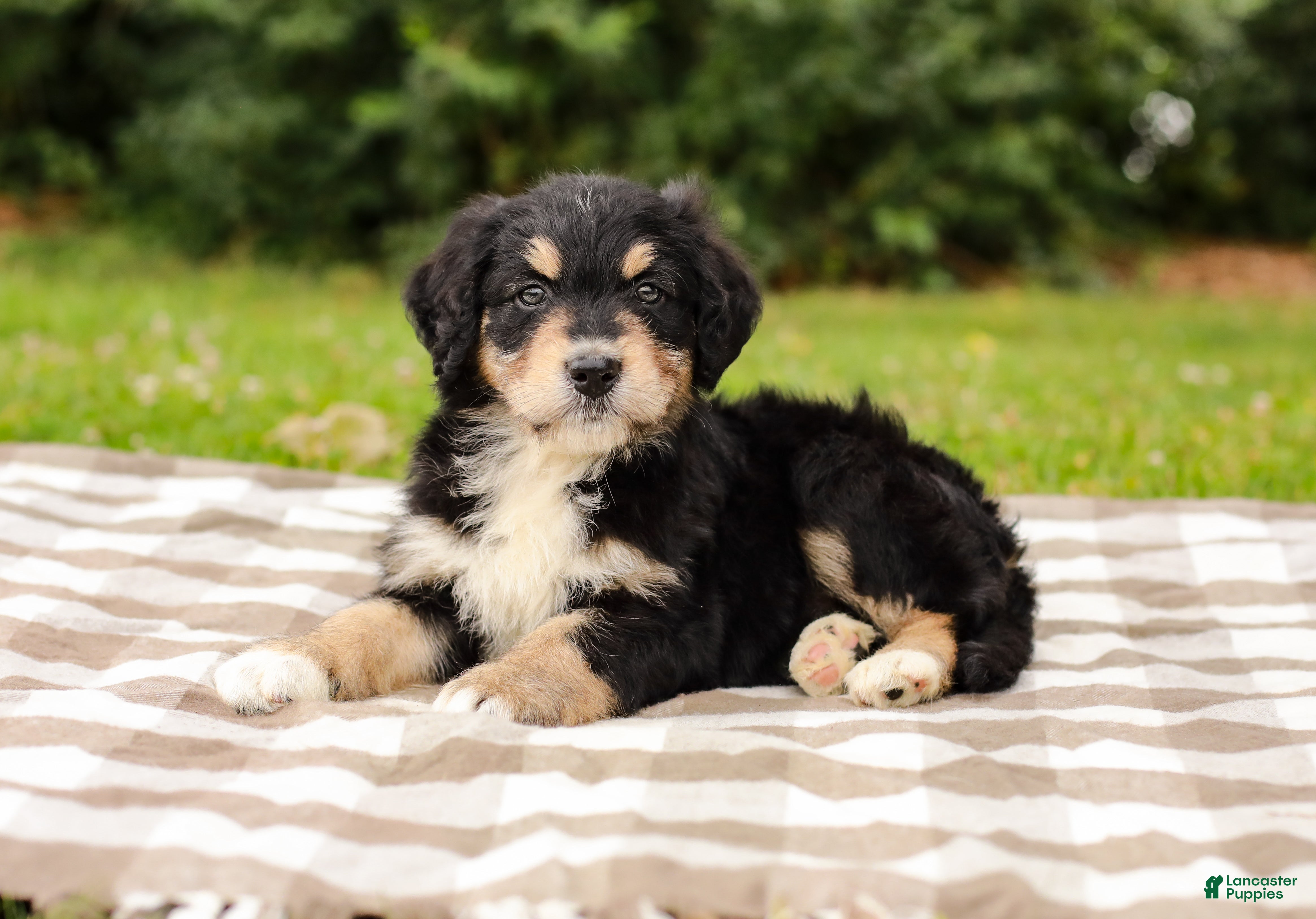 Aussiedoodle dogs Duke Standard Sized - Ad 2