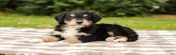 Aussiedoodle dogs for sale: Duke Standard Sized - Ad 2