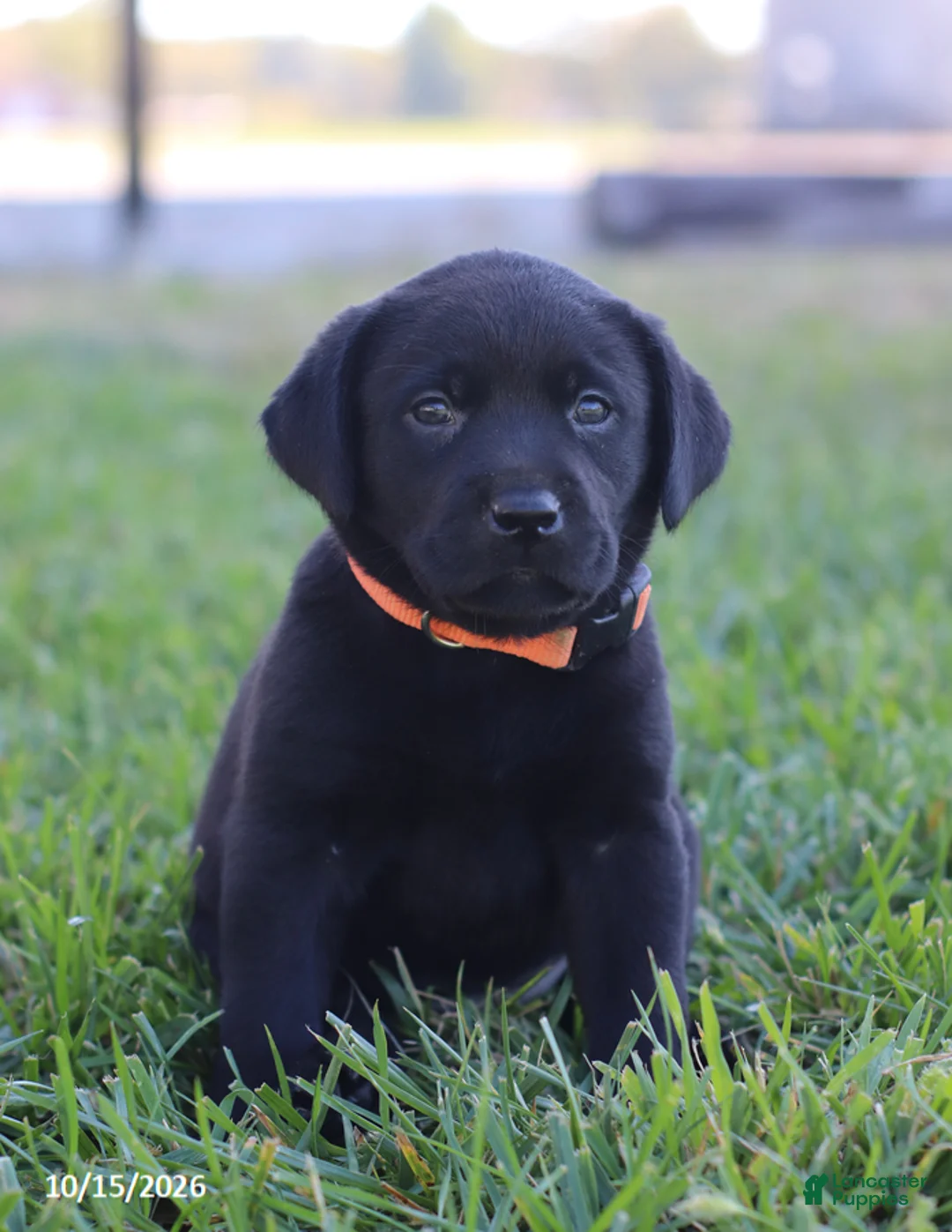 Labrador Retriever dogs for sale: Sapphire - Ad 1