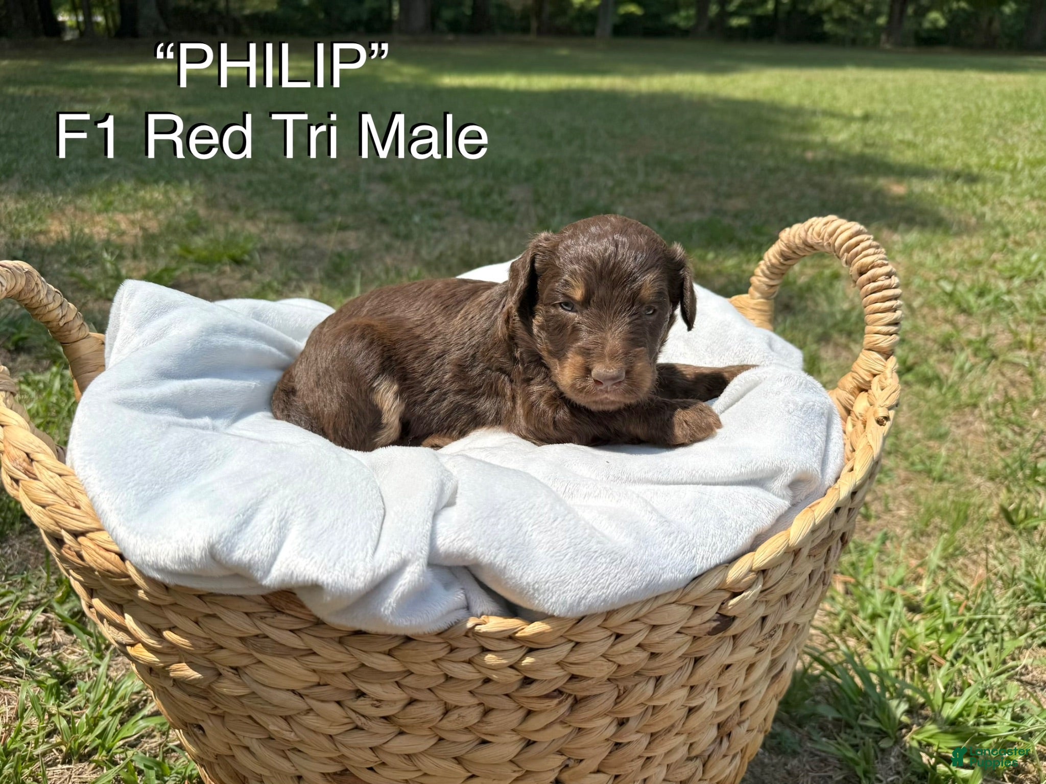 Aussiedoodle dogs Philip - Ad 1
