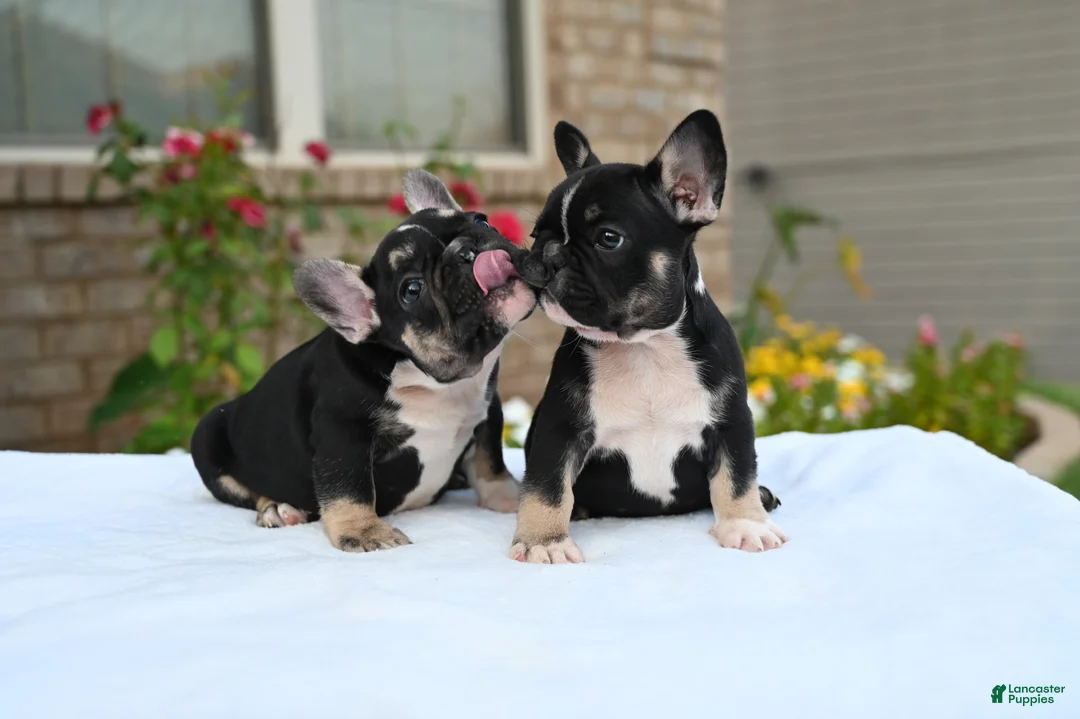 French Bulldog dogs for sale: Poppy - Ad 6