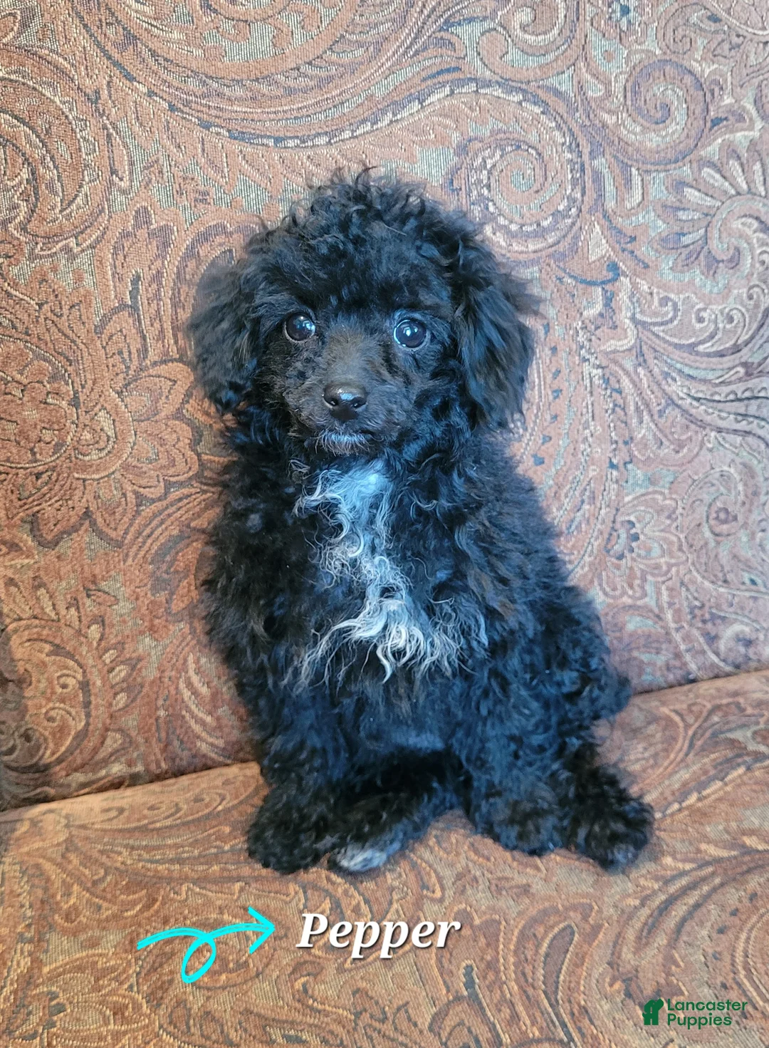 Miniature Poodle dogs for sale: Pepper  - Ad 1