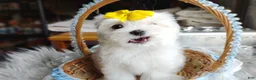 Maltese dogs for sale: Korean Frost - Ad 3