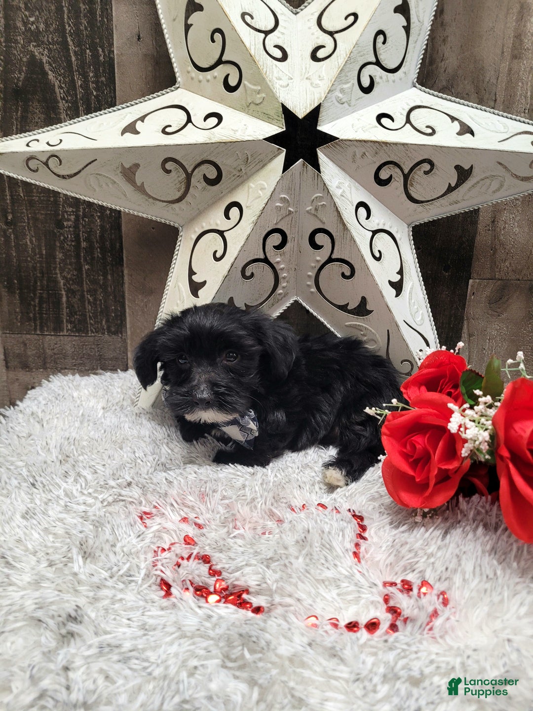 Mixed Breed dogs for sale: Muffin - Ad 8