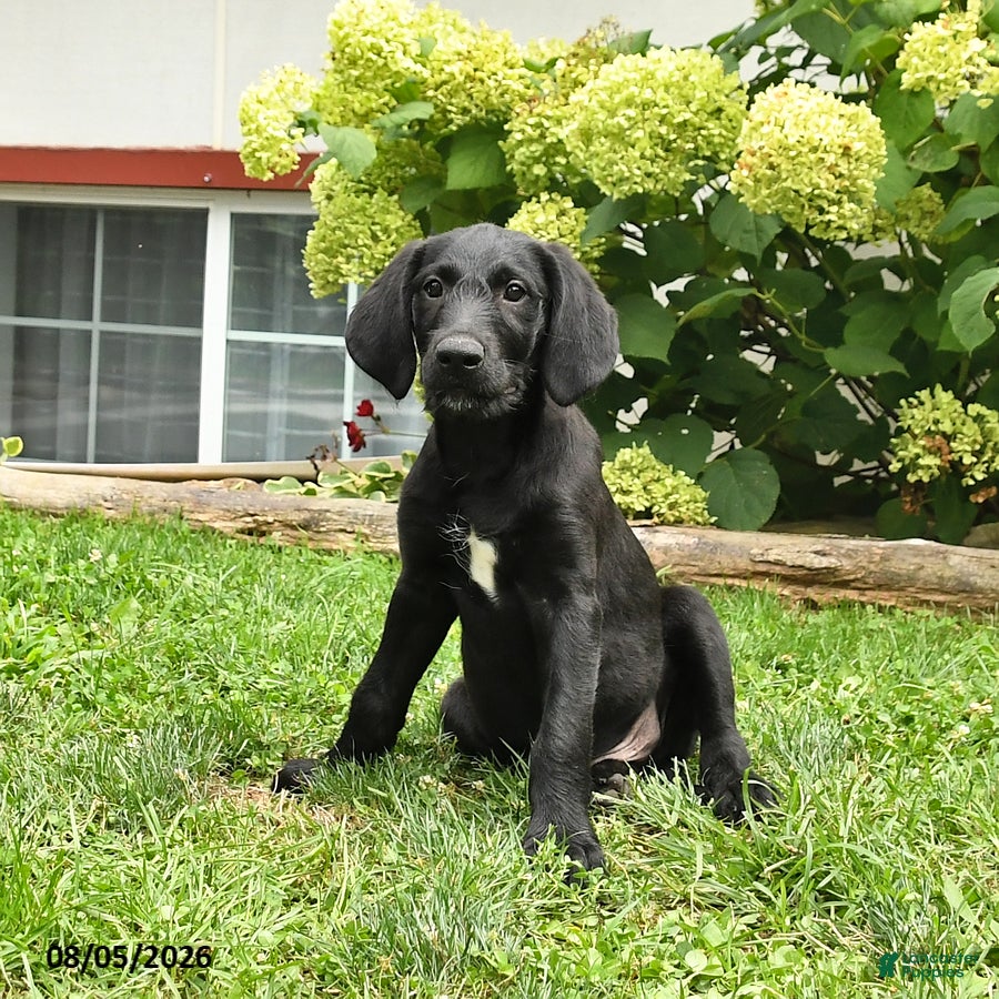 Labradoodle dogs Dasher - Ad 1