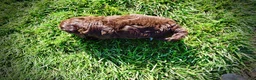 Havapoo dogs for sale: Coco - Ad 8