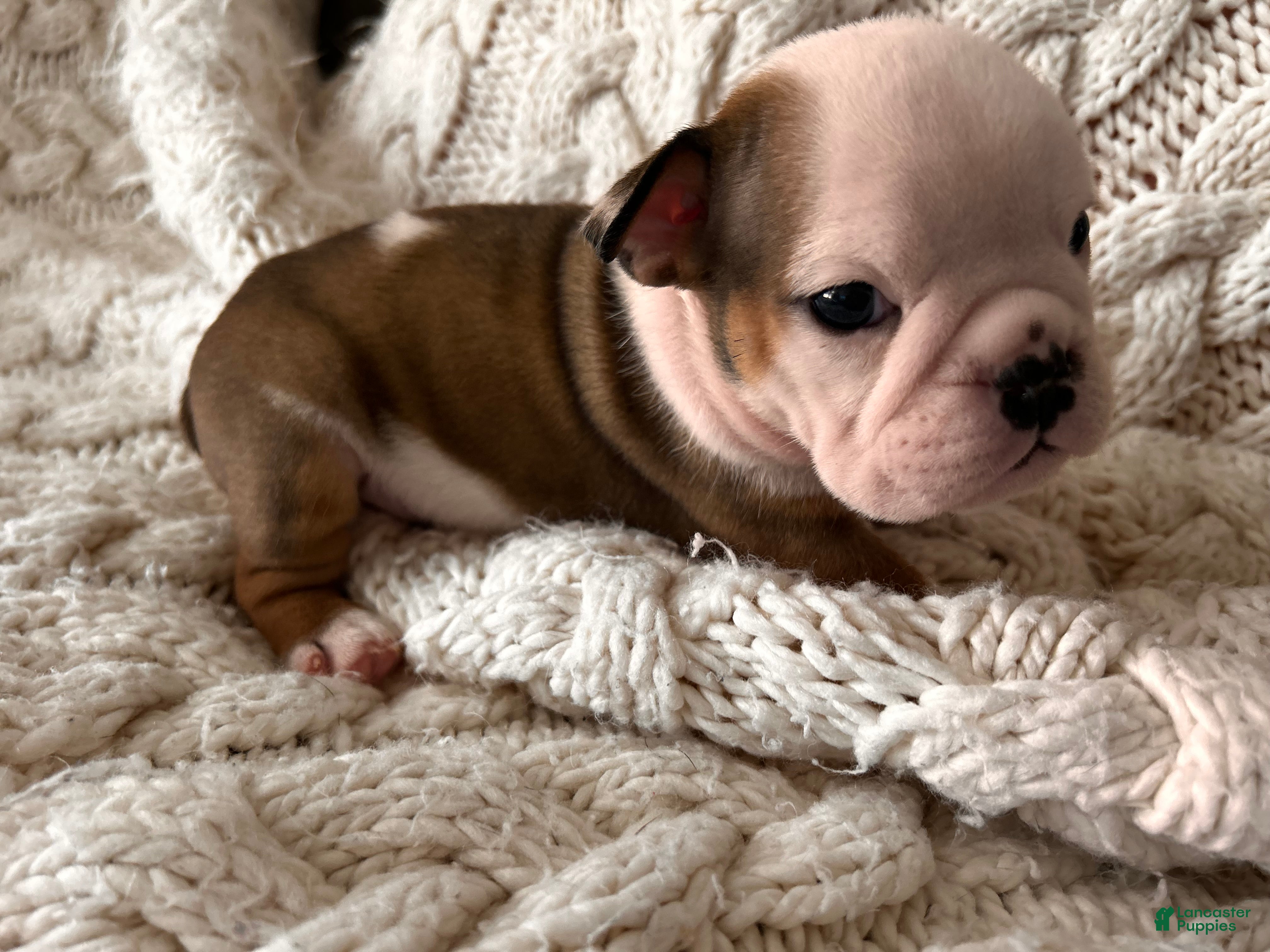 English Bulldog dogs English Bulldog Puppy 4 - Ad 2