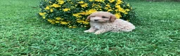 Mini Goldendoodle dogs for sale: River - Ad 7