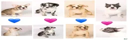 French Bulldog dogs for sale: Ally  - Ad 7