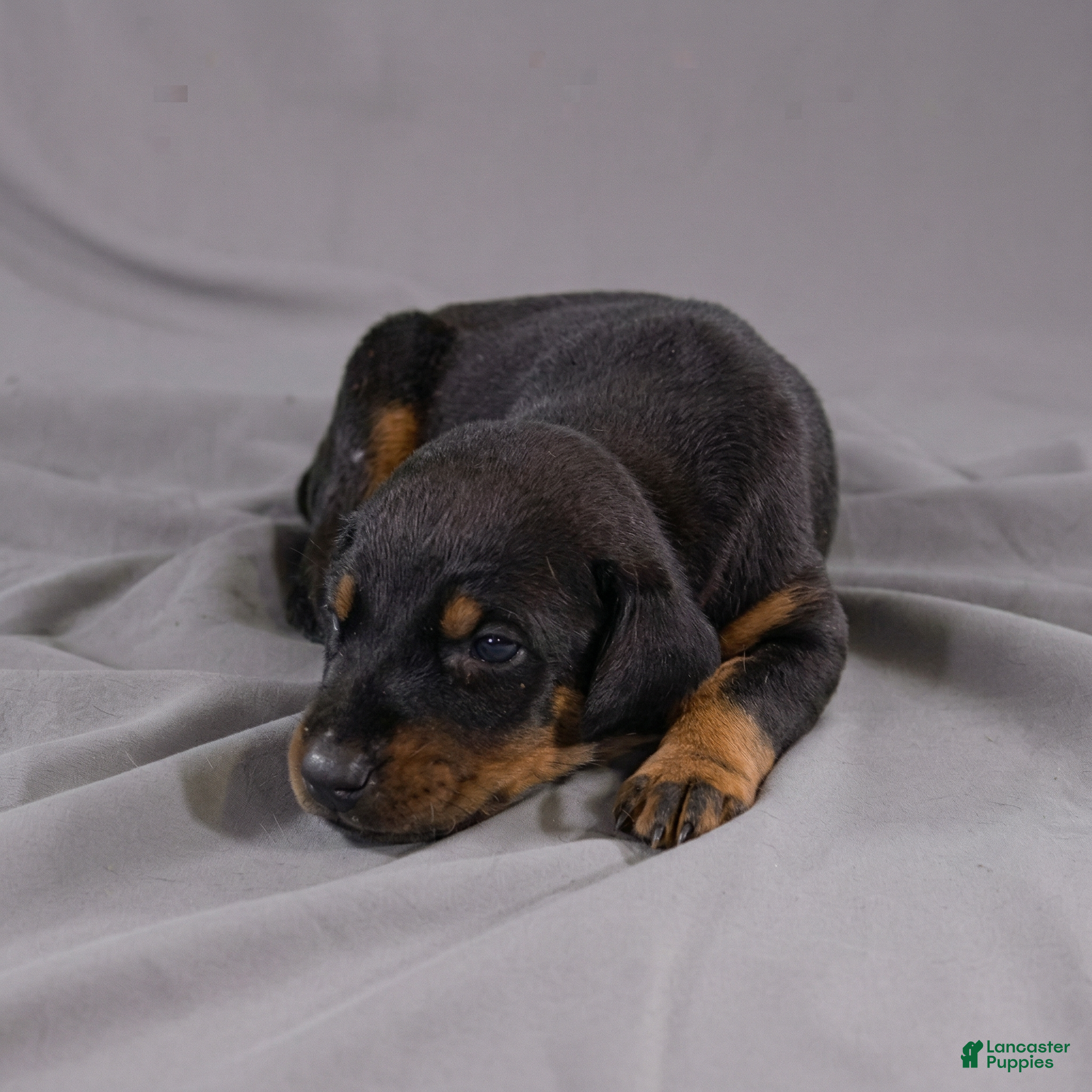 Doberman Pinscher dogs Sage - Ad 15