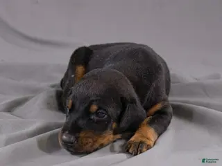 Doberman Pinscher dogs Sage - Ad 15