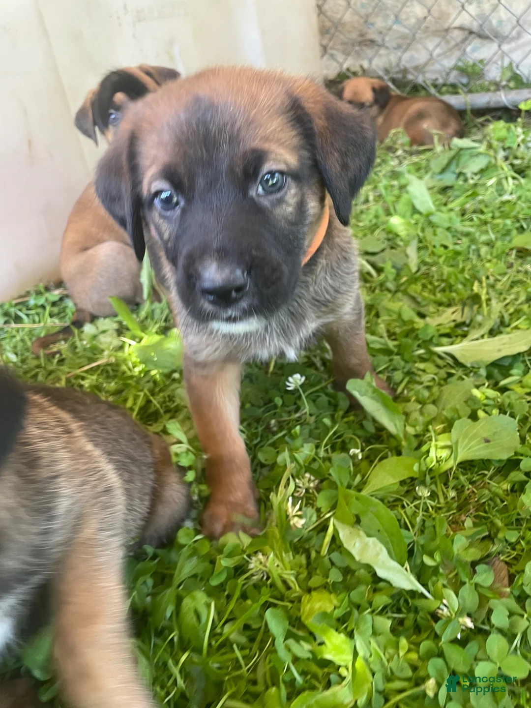 Mixed Breed dogs for sale: Mixed Breed 8 - Ad 1