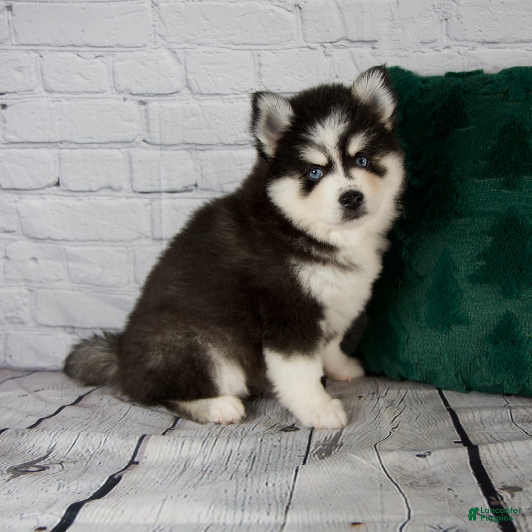 Pomsky dogs for sale: Grace - Ad 6