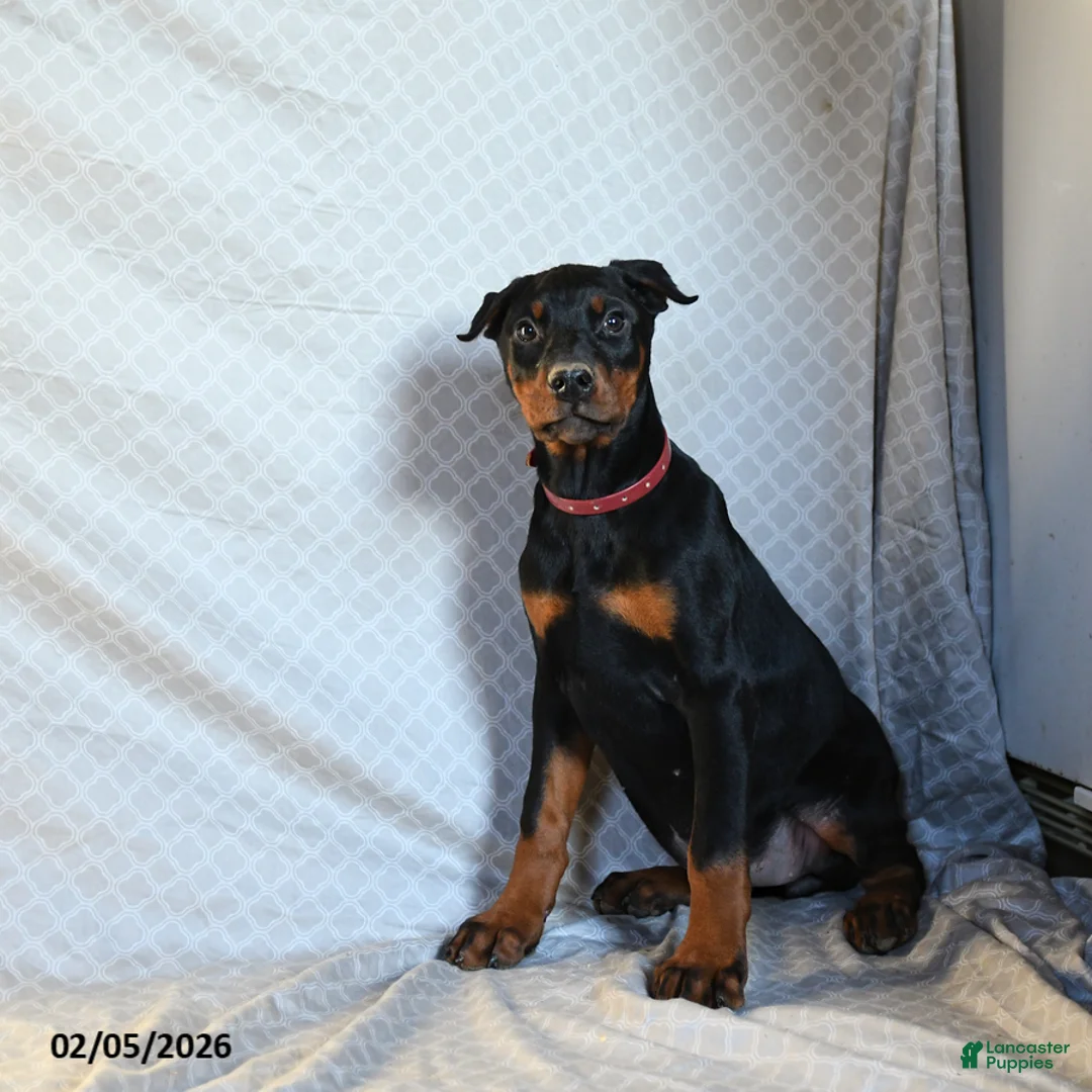 Doberman Pinscher dogs for sale: Rita - Ad 4