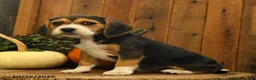 Beagle dogs for sale: Snickers - Ad 5