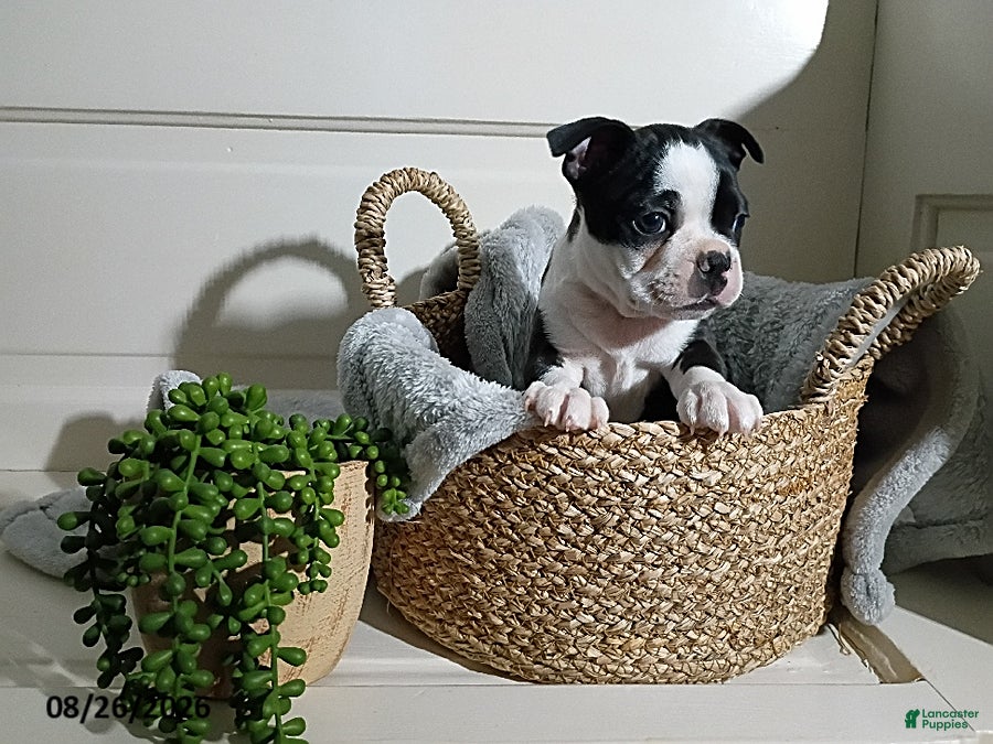 Boston Terrier dogs Gloria - Ad 23