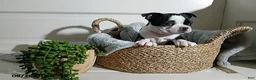 Boston Terrier dogs for sale: Gloria - Ad 1