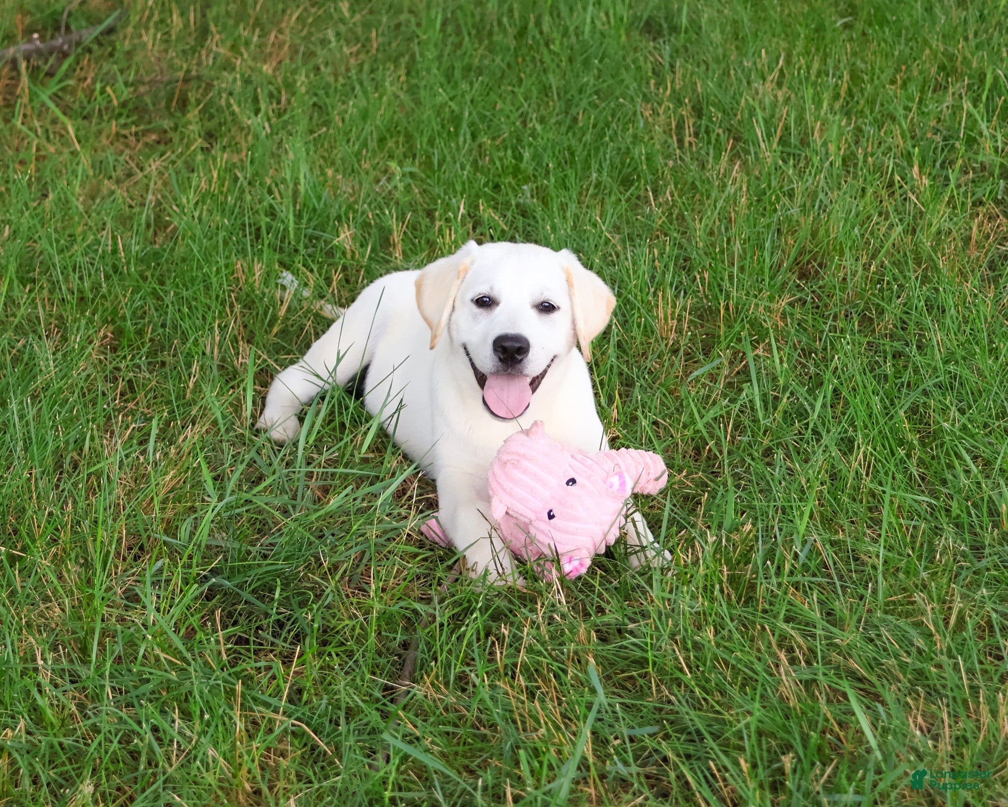 Labrador Retriever dogs Wanda  - Ad 6