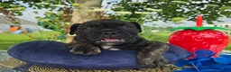 Olde English Bulldogge dogs for sale: Howard - Ad 6