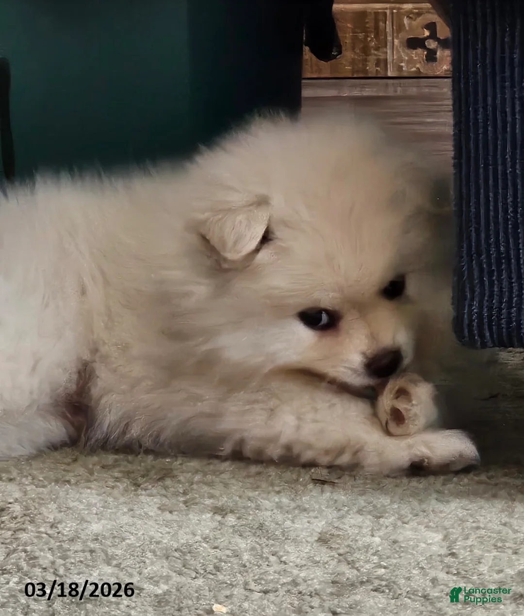 Pomeranian dogs for sale: Cameron - Ad 2