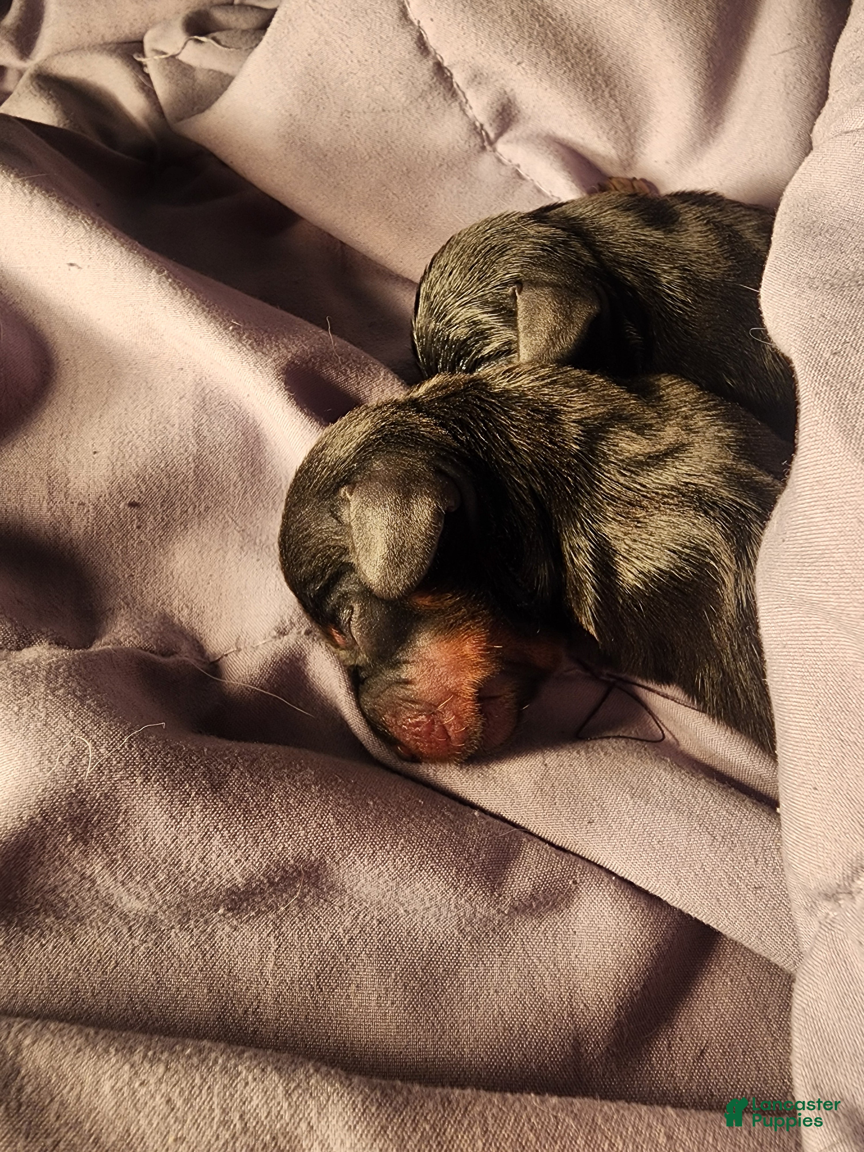 Dachshund dogs Dachshund Puppy 1 - Ad 32