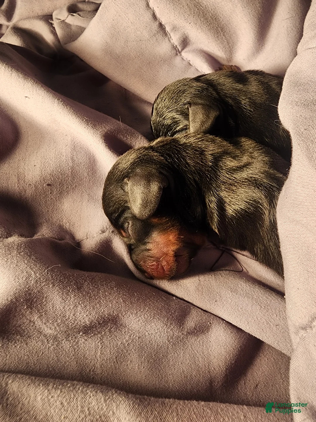 Dachshund dogs for sale: Dachshund Puppy 1 - Ad 1