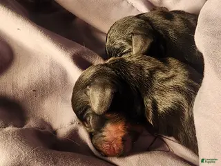 Dachshund dogs Dachshund Puppy 1 - Ad 32